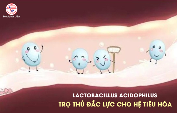 lactobacillus là gì 