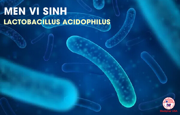 vi khuẩn lactobacillus acidophilus