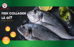 Fish Collagen là gì?