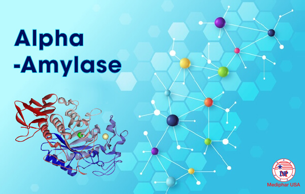 enzyme amylase là gì 