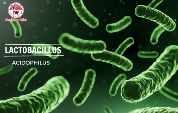 Lactobacillus Acidophilus là thuốc gì? Liều dùng, cách dùng