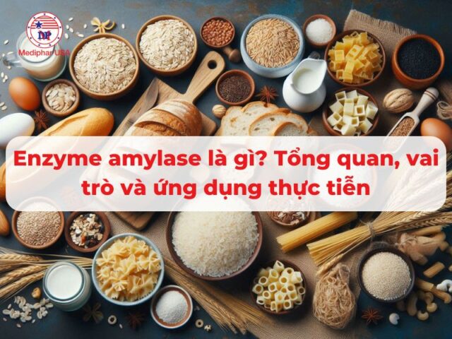Enzyme amylase là gì? Cơ chế hoạt động, vai trò và ứng dụng thực tiễn Enzyme amylase là gì? Cơ chế hoạt động, vai trò và ứng dụng thực tiễn