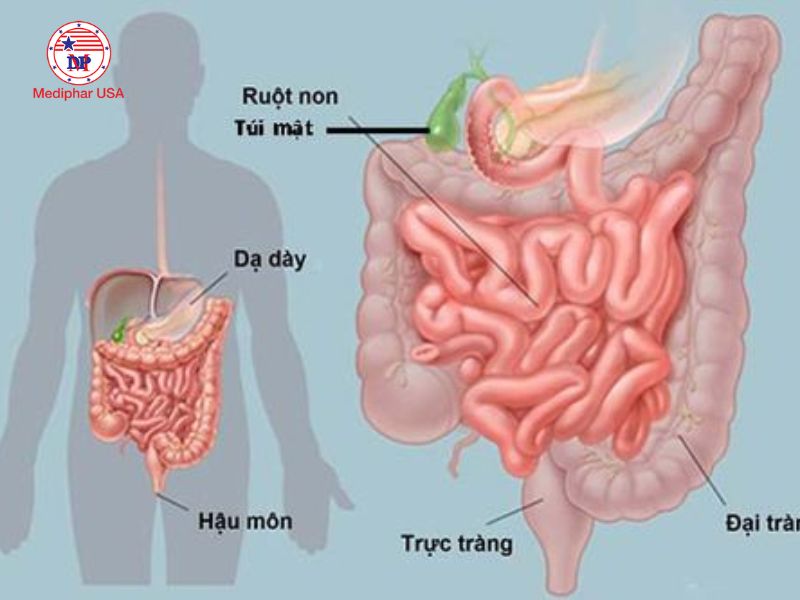 Tiêu hóa là gì? Quá trình tiêu hóa ở người cách cải thiện hiệu quả Một số bộ phận tham gia vào hoạt động của hệ tiêu hóa