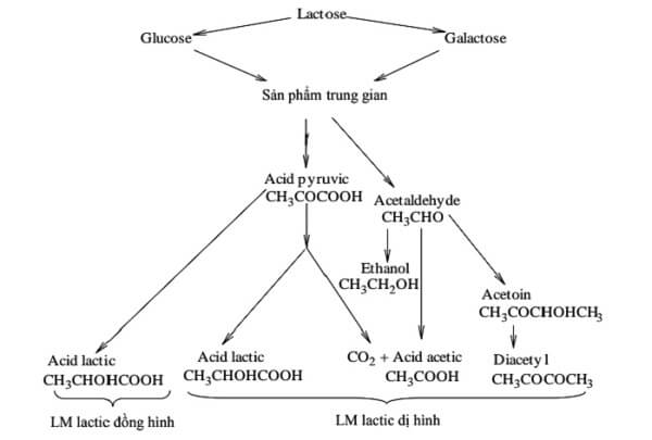quá trình lên men của vi khuẩn lactic
