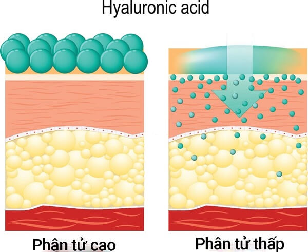 axit hyaluronic trong mỹ phẩm