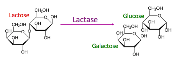 lactose, lactose là gì?