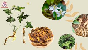 Hoàng Liên đông y