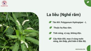 la liễu nghể răm