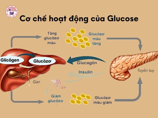 Cơ chế hoạt động của glucose 