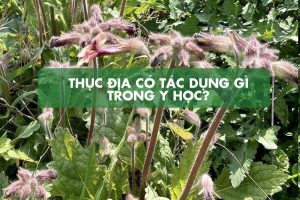 thục địa là gì