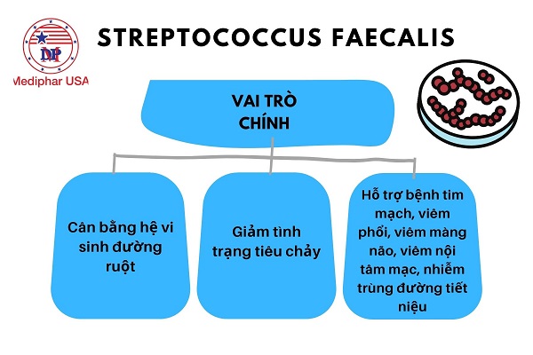 Streptococcus faecalis