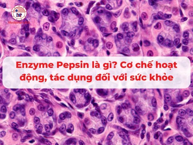 Enzyme Pepsin là gì? Cơ chế hoạt động, tác dụng đối với sức khỏe
