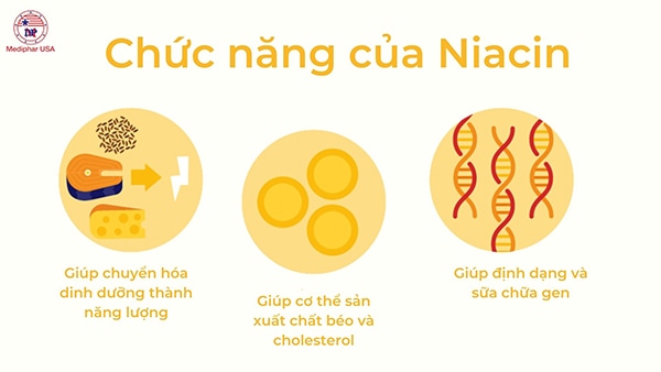 chức năng của niacin 