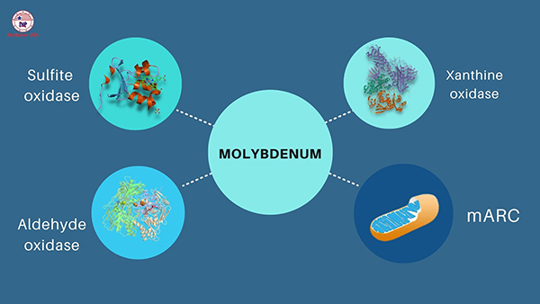 molybdenum có tác dụng gì
