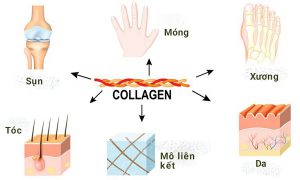 collagen type 2 benefits