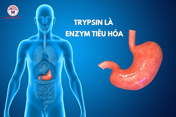 trypsin-la-enzyme-tieu-hoa