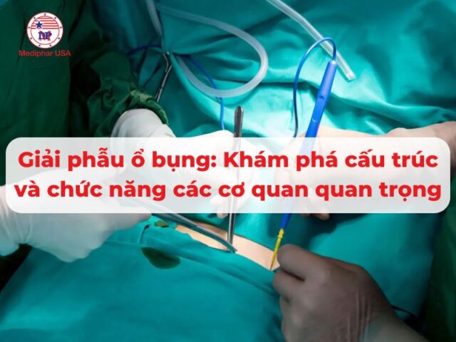 Giải phẫu ổ bụng: Khám phá cấu trúc và chức năng các cơ quan quan trọng