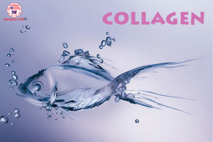 collagen chiết xuất từ da cá