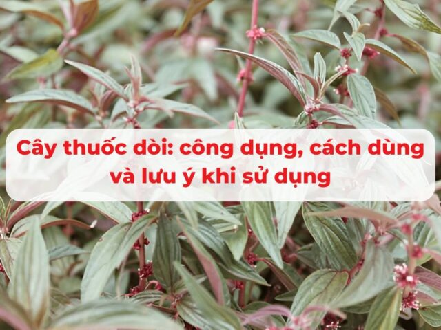 Cây thuốc dòi có tác dụng gì​? Hướng dẫn cách dùng và lưu ý