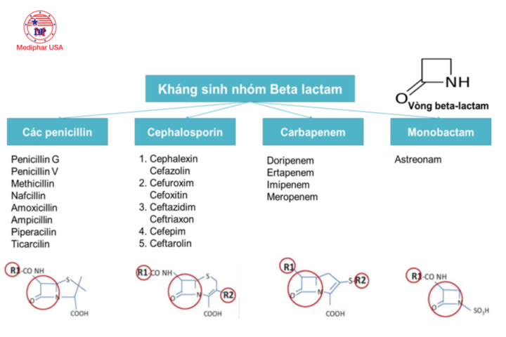 Kháng sinh loại Betalactam