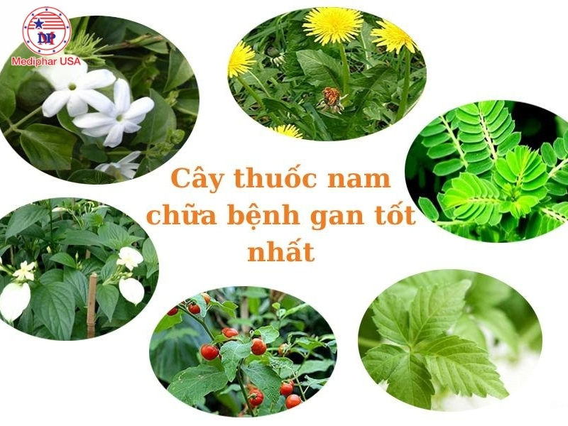 Top 8+ cây thuốc nam chữa bệnh gan tốt nhất, an toàn và hiệu quả