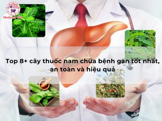 Top 8+ cây thuốc nam chữa bệnh gan tốt nhất, an toàn và hiệu quả