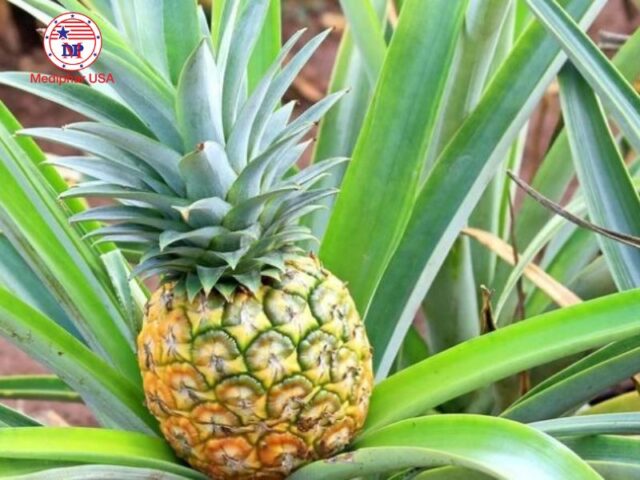 Bromelain tự nhiên được chiết xuất từ dứa