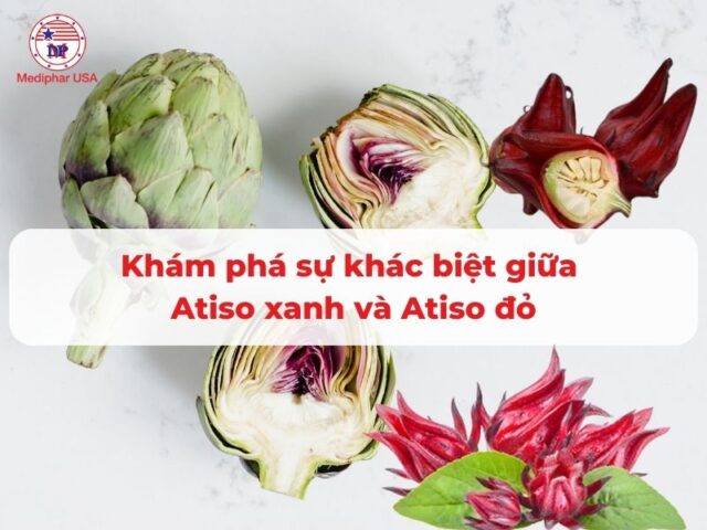 Khám phá sự khác biệt giữa Atiso đỏ và Atiso xanh