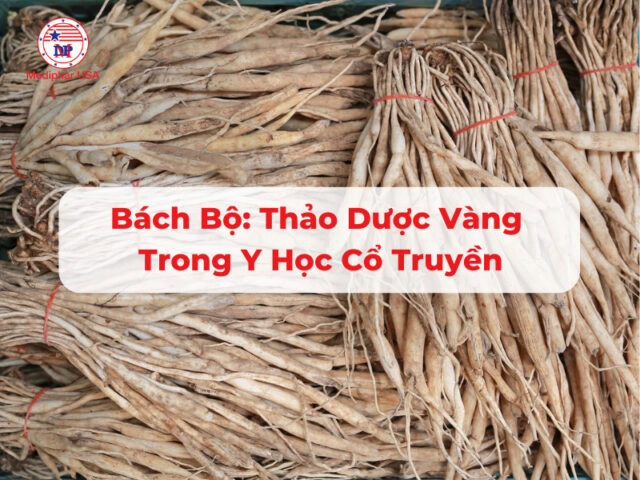 Bách bộ: Thảo dược vàng trong y học cổ truyền