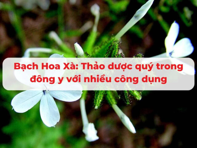 Bạch Hoa Xà: Thảo dược quý trong đông y với nhiều công dụng