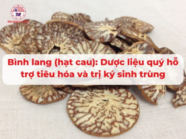 Bình Lang (Hạt Cau): Dược liệu quý hỗ trợ tiêu hóa và trị ký sinh trùng