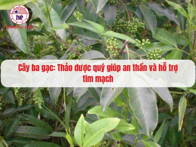 Cây ba gạc: Thảo dược quý giúp an thần và hỗ trợ tim mạch