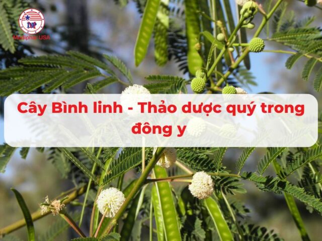 Cây bình linh: Thảo dược quý trong đông y