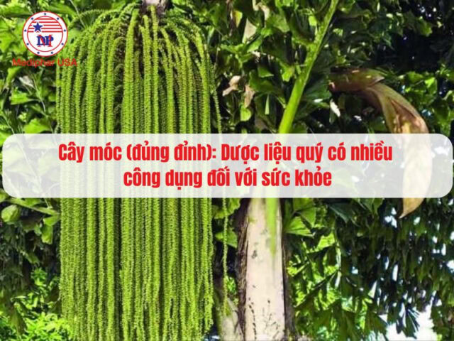 Cây móc (đủng đỉnh): Dược liệu quý có nhiều công dụng đối với sức khỏe