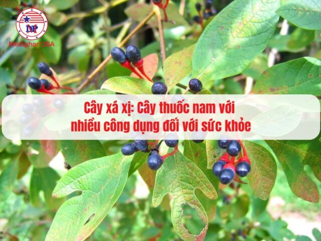 Cây xá xị: Cây thuốc nam với nhiều công dụng đối với sức khỏe