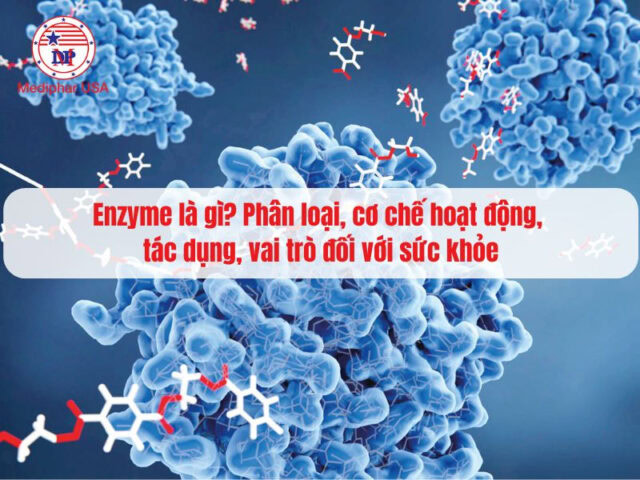 Enzyme là gì? Phân loại, cơ chế hoạt động, vai trò đối với sức khỏe Enzyme là gì? Phân loại, cơ chế hoạt động, tác dụng, vai trò đối với sức khỏe