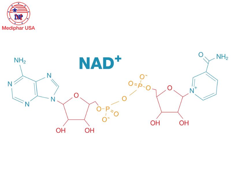 NAD+ là gì? Tìm hiểu tác dụng của NAD+ đối với sức khỏe NAD+ là một coenzyme thiết yếu cho các phản ứng oxy hóa - khử của cơ thể