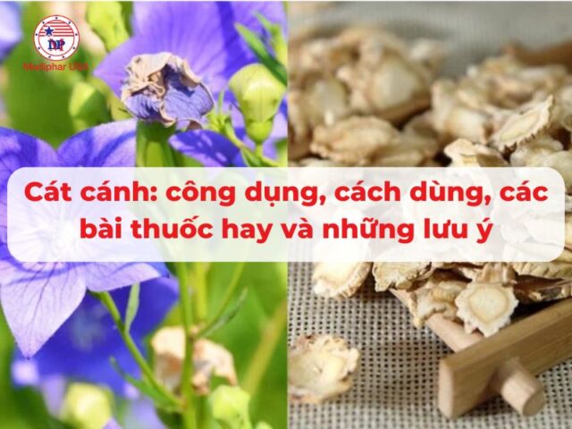 Cát cánh: công dụng, cách dùng, các bài thuốc hay và những lưu ý