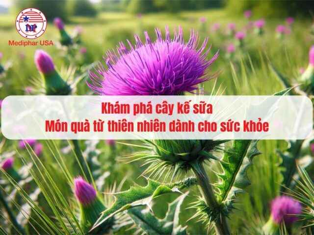 Cây kế sữa có tác dụng gì? Cách sử dụng trực tiếp cây kế sữa