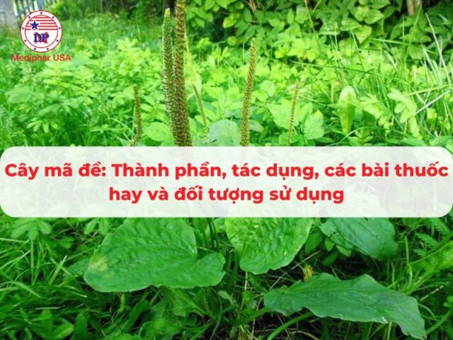Cây mã đề: Thành phần, tác dụng, các bài thuốc hay và đối tượng sử dụng