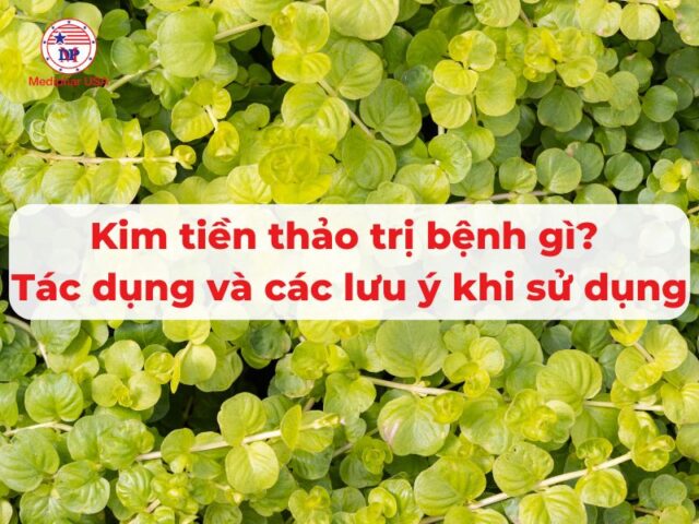 Kim tiền thảo trị bệnh gì? Tác dụng và các lưu ý khi sử dụng