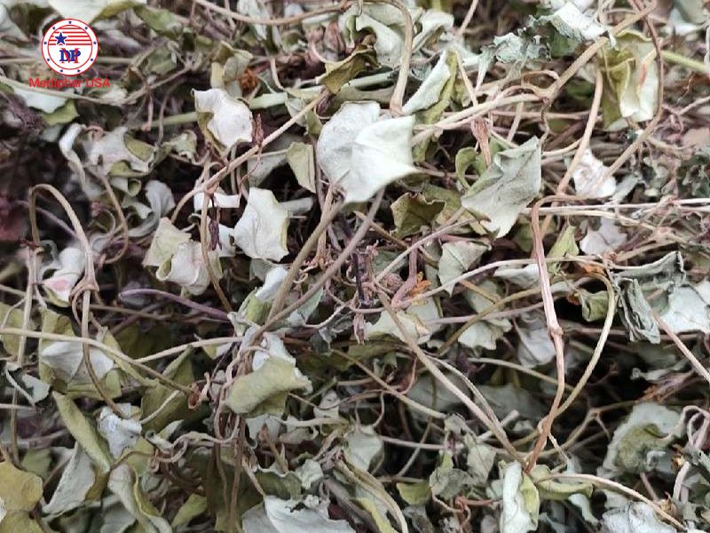 Kim tiền thảo trị bệnh gì? Tác dụng và các lưu ý khi sử dụng Kim tiền thảo được ứng dụng rộng rãi trong Đông y