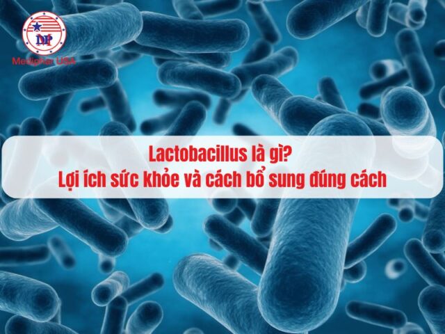 Lactobacillus là gì? Lợi ích sức khỏe và cách bổ sung đúng cách