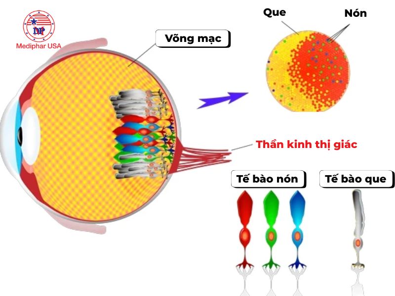 Quáng gà là gì? Nguyên nhân, triệu chứng và cách trị Bệnh quáng gà là gì?