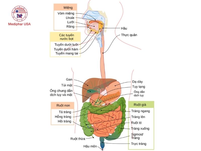 Hệ tiêu hóa đường ruột