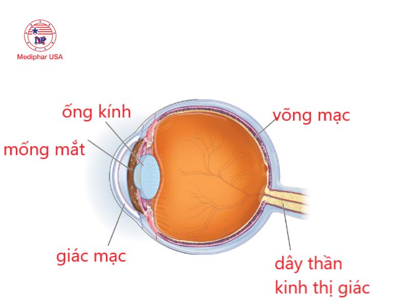 Giác mạc: Cấu trúc, chức năng và các bệnh lý thường gặp Giác mạc là một hàng rào bảo vệ trong suốt, nó cho phép ánh sáng đi sâu hơn vào mắt bạn
