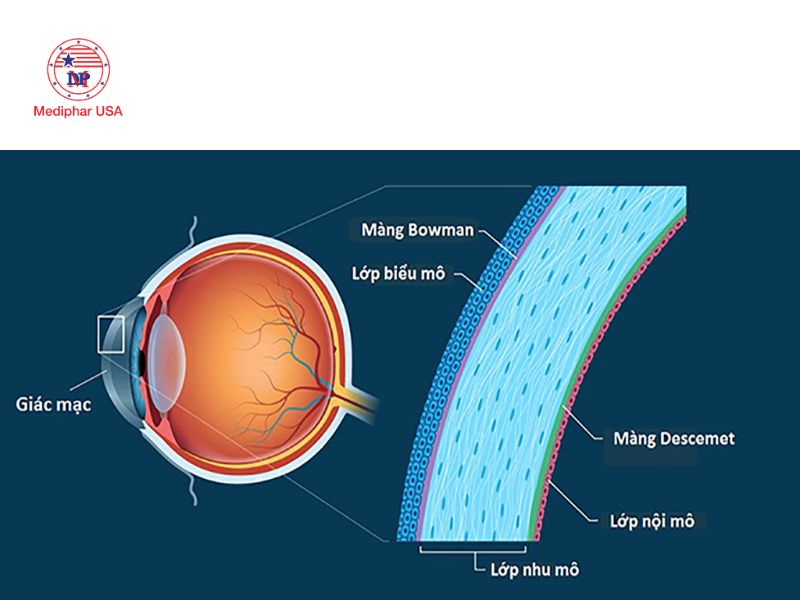 Giác mạc: Cấu trúc, chức năng và các bệnh lý thường gặp Cấu tạo các lớp của giác mạc