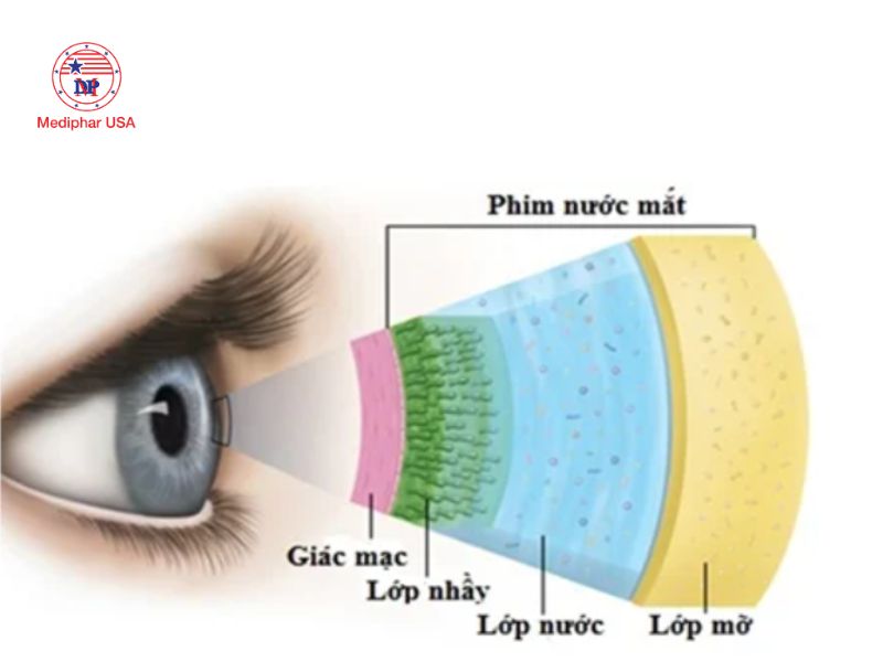 Giác mạc: Cấu trúc, chức năng và các bệnh lý thường gặp Cấu tạo phim nước mắt