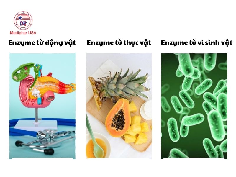 Hướng dẫn cách chọn men tiêu hóa enzyme đảm bảo chất lượng Lựa chọn nguồn gốc enzyme phù hợp với đối tượng sử dụng