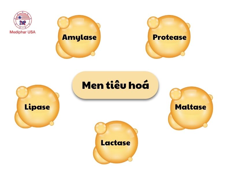 Men vi sinh và men tiêu hóa: Cách phân biệt và đối tượng sử dụng Men tiêu hoá giúp phân giải thức ăn